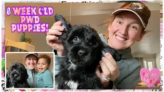 8 Week Old Portuguese Water Dog Puppies final PUPDATE!