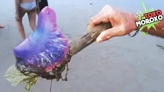 Si Encuentras Esto en la Playa NO LO TOQUES, y Pide Ayuda INMEDIATAMENTE!