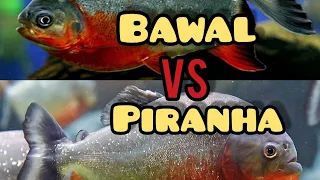 Percobaan: Bawal Masukin Ke Tank Piranha #predator Fish Battle
