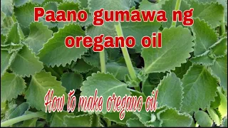 Oregano oil