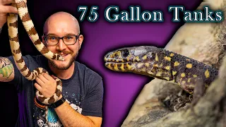 Top 5 Reptiles That THRIVE In a 75 Gallon Enclosure Forever!