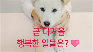 그대에게 곧 일어날 행복한 일 🩷