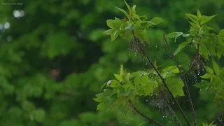 Rainfall Melodies: Ambient Sounds for Tranquility & Rest | Calming Sounds for Focus & Stress Relief