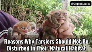 Reasons Why Tarsiers Should Not Be Disturbed in Their Natural Habitat