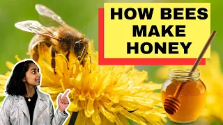 How Do Bees Make Honey?