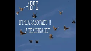 ОБЗОР МАТОЧНИКОВ!!! полет голубей в мороз!!! 8(910)251-02-38 по всем вопросам