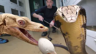 Our RARE king cobra has grown! - Giant water monitors eating eggs