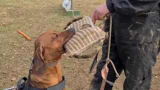 Rhodesian Ridgeback, 11 months, Utility and Defence training