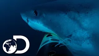 Deep Blue Hunts For Elephant Seals | Jaws Strikes Back