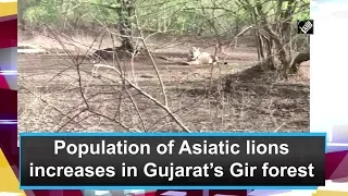 Population of Asiatic lions increases in Gujarat’s Gir forest