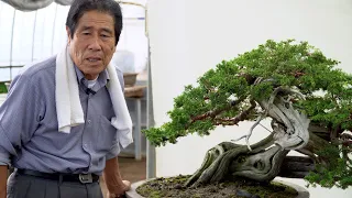 Kimura Techniques - Juniper Bonsai design & fertilizing