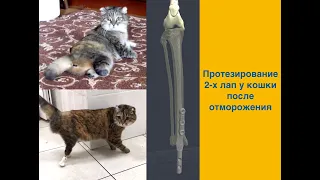 Протезирование 2-х лап у кошки после ампутации в результате отморожения