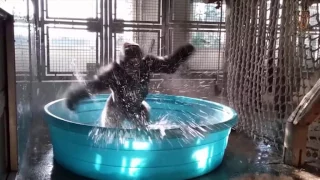 Splash Dance!  Gorilla Dances to Flashdances "She's a Maniac"