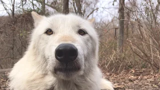 When a wolf moves in for a kiss.
