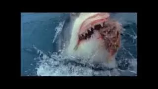 The Last Jaws (1981) - Trailer