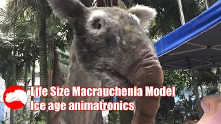 Life Size Macrauchenia Model - Fabricated Ice Age Animatronics