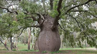The Unusual Bottle Tree of Queensland, Australia ! Amazing Nature ! Amazing Tees on Earth!