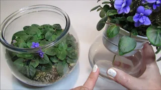 African Violet BUBBLE GARDEN