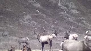 Winter Range Elk 1-30-15