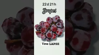 amazing time lapse of red grapes 🍇 #timelapse #shortsbeta #shorts
