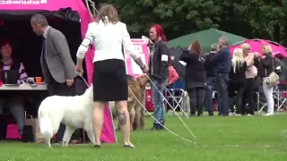 20150621DKK International Dogshow Vejen BBS