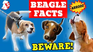 DO NOT GET A BEAGLE before you watch this. | This MIGHT change your mind.