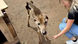 50 animaux qui ont demandé de l'aide et de la gentillesse!