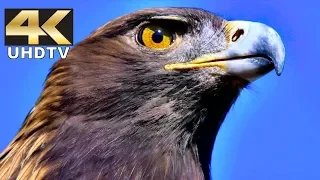 Harmonic 4K Demo - Birds of Prey in Dolby Digital