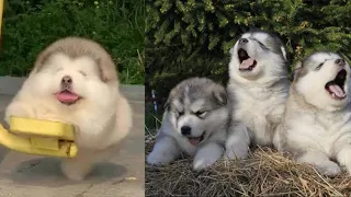 Baby Alaskan Malamute Puppies Running || Funny And Cute ALASKAN MALAMUTE Compilation