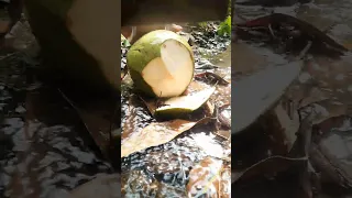 unique young coconuts chopped, sliced and peeled in the small stream #shortvideo #coconut #asmr