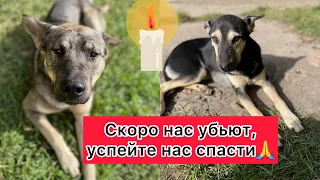 Скоро нас убьют, успейте спасти🙏