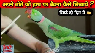 तोता को हाथ पर बैठना सिखाएं 2 दिन में / How to Tame your Parrot / 3 Simple Steps !!