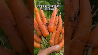 How to Grow Carrots From Seed to Harvest 🥕 #gardening