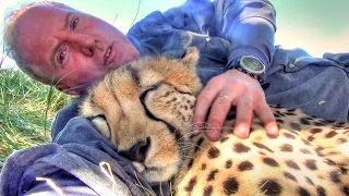 Taking A Nap With Loving Female Cheetah - Cat Cuddles & falls Asleep In Man's Arms -Needs Baby Binky