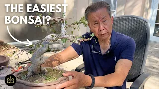 The BEST Starter Material for Bonsai Beginners