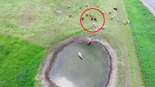 The drone saw a strange detail in a herd of cows. Zooming in on the photo, people rushed to help!