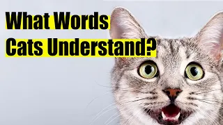 😺What Do Human Voices Sound Like To Cats?