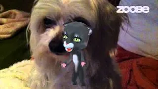 Zoobe Cam - the Little Bad dog