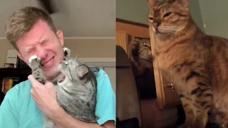 Cat Slap Compilation - Angry & Funny Cats