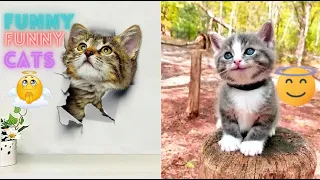 The Best Funny Cat Compilation You'll Ever See ! 😂| The Best Funny And Cute Cat Videos 23 !😸 😸
