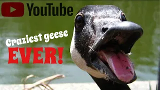 😂 Geese ATTACKING people 😂 MUST WATCH! Try NOT to LAUGH!!!