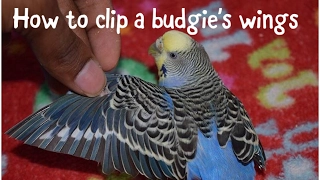 how to clip a parakeet/budgie's wings