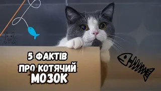 5 ФАКТІВ ПРО КОТЯЧИЙ МОЗОК, ЩО ЗМУСЯТЬ ІНАКШЕ ПОДИВИТИСЯ НА УЛЮБЛЕНЦЯ