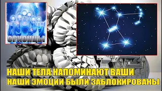 ОРИОНЦЫ - КТО МЫ ТАКИЕ#Представители созвездия Орион#Эра Возрождения