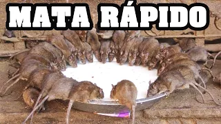 HOW TO KILL RATS | KILLS ALL RATS WITHOUT POISON AND WITHOUT SPENDING ANYTHING