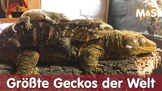 Der größte Gecko der Welt | Neukaledonische Riesengecko Basics | Reptil TV