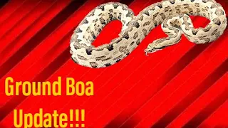 Solomon Island Ground Boa Update!!!