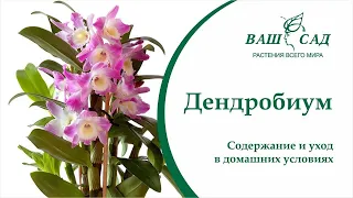 Орхидея Дендробиум - Самые важные правила ухода и выращивания от Ваш сад