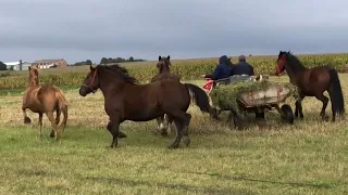 Коні В Україні. Перегнали на Коней на Нове місце.Наші коні.Коні на Продаж🐴🐴🐴🔥🔥🔥