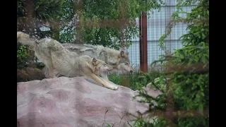 Зоопарк 12 месяцев или парк счастливых животных. Park of happy animals. Любимый зоопарк Украины